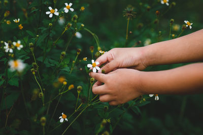 Close-up of woman hand with plants