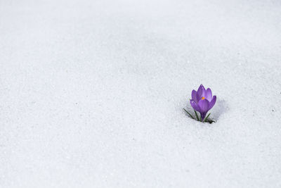 High angle view of purple crocus flower blooming on snow covered field
