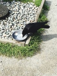 High angle view of black bird on rock