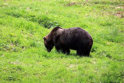Side view of elephant on field