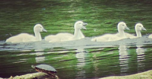 View of swans floating on lake