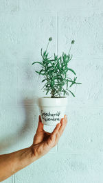 Hand holding potted plant against wall