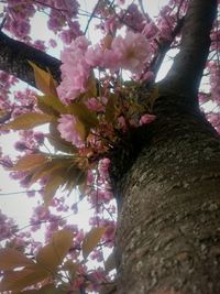 Low angle view of pink blossoms against sky