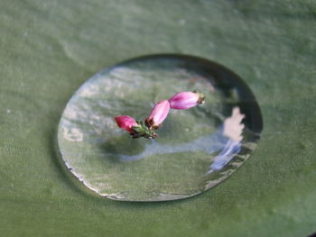 High angle view of lotus floating on water