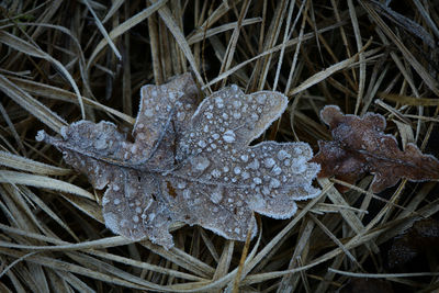 Close-up of raindrops on dry leaves on field