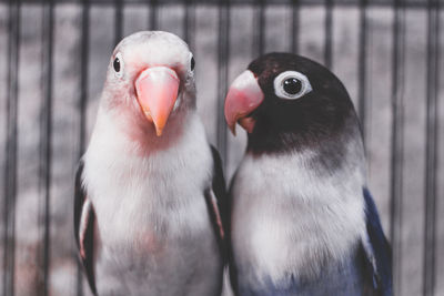 Close-up of birds perching outdoors