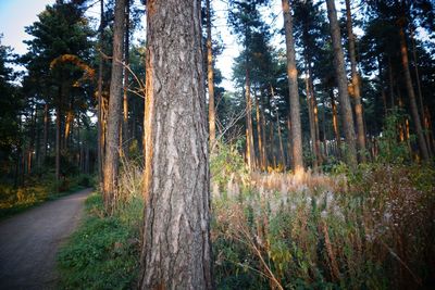 Trees in forest