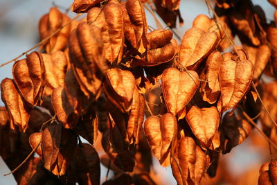 Close-up of dried flowers