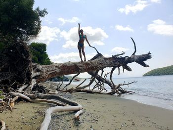 Bare tree on driftwood at beach against sky