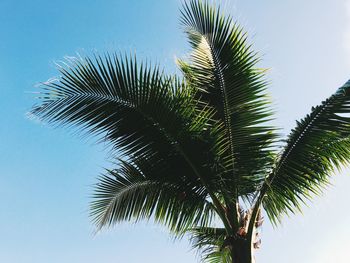 Low angle view of palm tree against clear sky