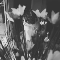 Close-up portrait of kitten on flowers