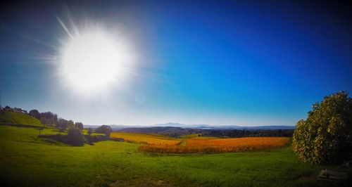 Scenic view of field against clear sky