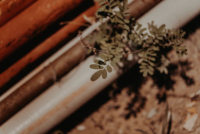 High angle view of flowering plant