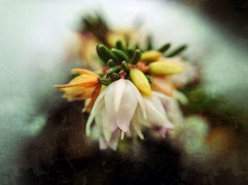 Close-up of pink flowers blooming outdoors