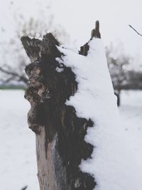 Close-up of frozen tree against sky