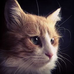 Close-up portrait of cat against black background