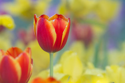 Close-up of red tulip