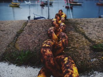 Close-up of food on rusty metal