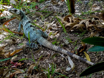 Close-up of lizard on tree