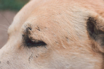 Close-up of a dog