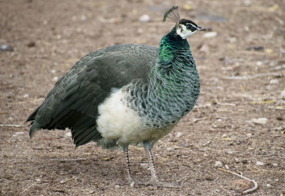 Close-up of peacock