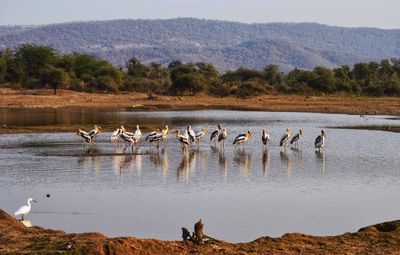 View of birds in lake
