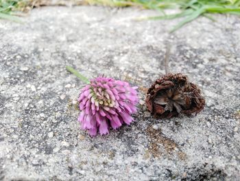 High angle view of pink flower on rock