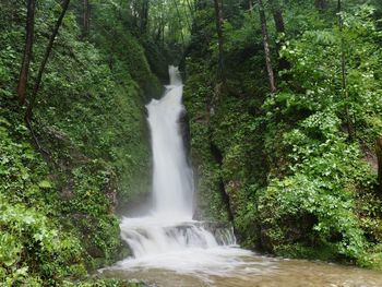 Scenic view of waterfall in forest
