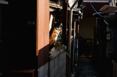 Cat looking at camera at night