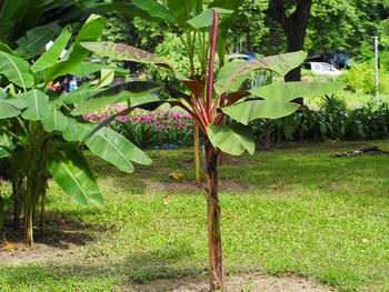 View of a tree