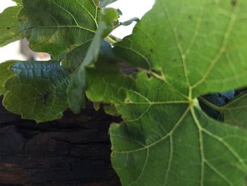 Close-up of fresh green leaf