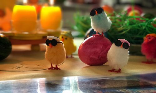 Close-up of birds perching on indoors