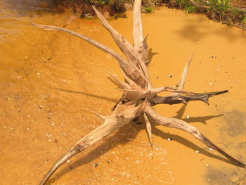 Close-up of grasshopper