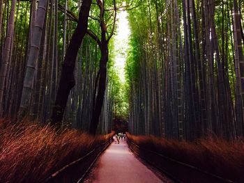 Footpath amidst trees in forest