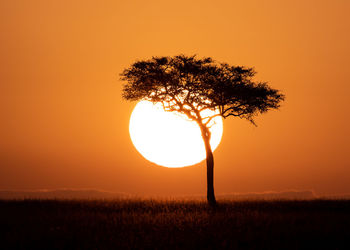 Silhouette tree on field against orange sky