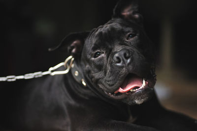 Close-up of dog looking away