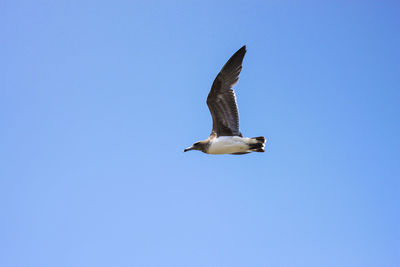 Low angle view of seagull flying in clear sky