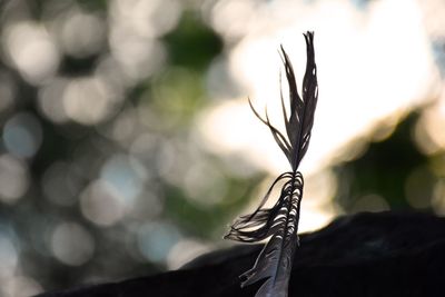 Close-up of leaf