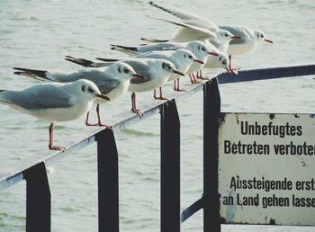 Seagulls perching on wooden post