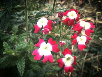 Close-up of pink flowers