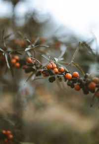 Close-up of ant on plant