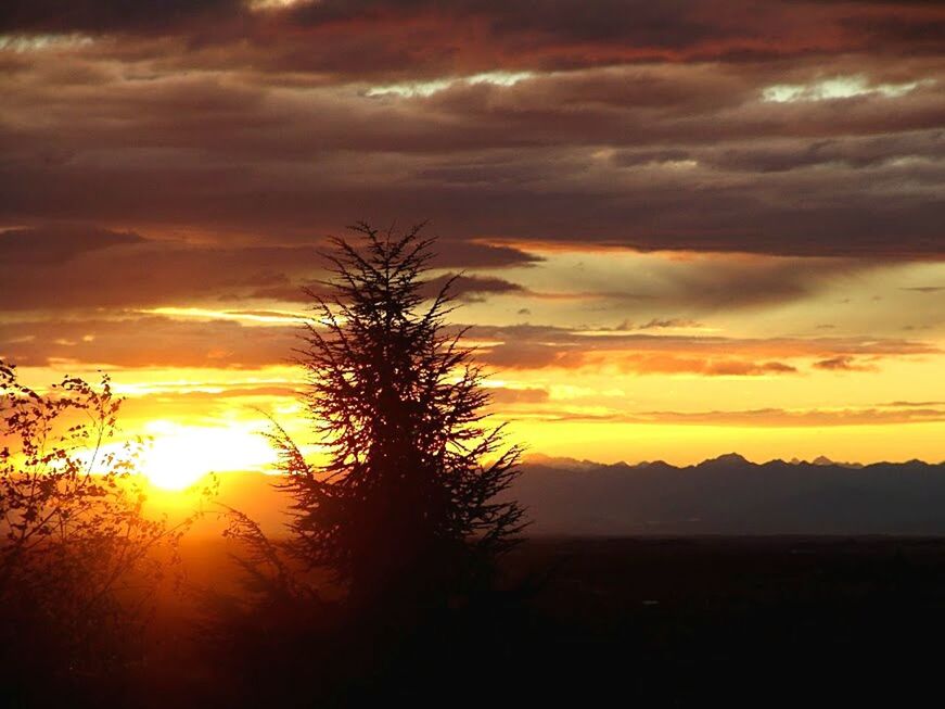 TREES ON LANDSCAPE AGAINST DRAMATIC SKY