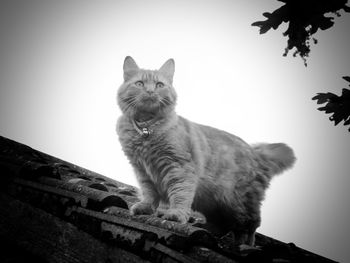 Low angle view of a cat looking away against sky