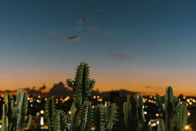 Close-up of succulent plant against sky at dusk