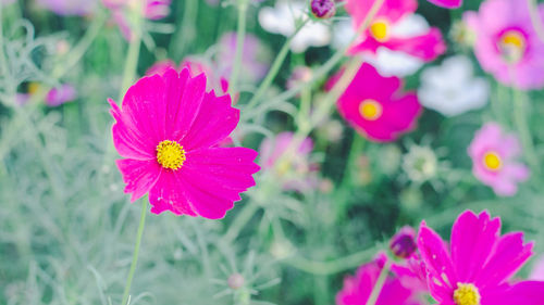 Close-up of pink flowering plants on field