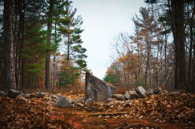 Trees and rocks in forest during autumn