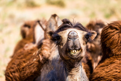 Portrait of camel