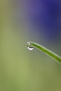 Close-up of raindrops on leaf