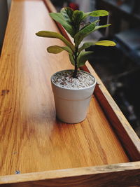 Close-up of potted plant on table