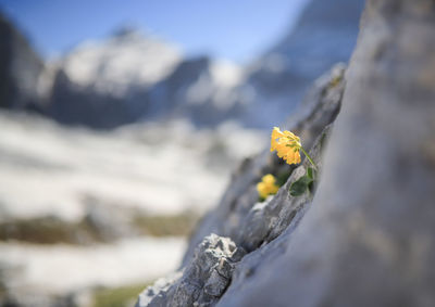 Close-up of yellow flower on rock